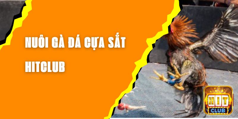 nuoi-da-ga-cua-sat-hitclub