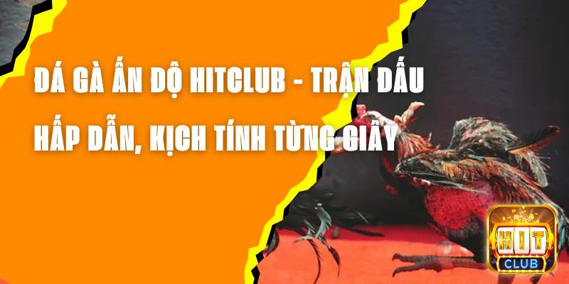 Đá Gà Ấn Độ Hitclub - Trận Đấu Hấp Dẫn, Kịch Tính Từng Giây