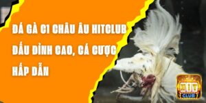 Đá Gà C1 Châu Âu Hitclub - Đấu Đỉnh Cao, Cá Cược Hấp Dẫn